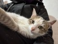 Greta (7)